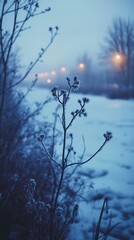 Ephemeral beauty of frosted flora amidst winter's hazy embrace and spectral illumination