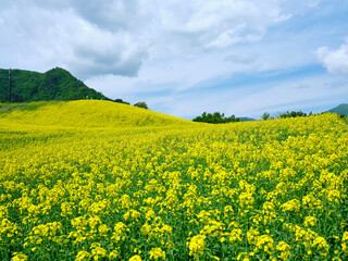 Fototapeta premium 三ノ倉高原花畑 丘に広がる菜の花畑