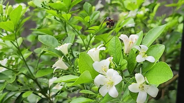 Tiny honeybee foraging nectar on orange jasmine blossoms in green hedge. Macro pollinator collecting pollen from white murraya flowers outdoors. Closeup worker bee feeding on fragrant jasmine bloom