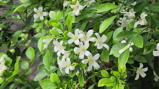 Tiny honeybee foraging nectar on orange jasmine blossoms in leafy bush. Macro pollinator collecting pollen from white murraya flowers outdoors. Closeup worker bee feeding on fragrant jasmine bloom