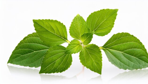 Pogostemon Cablin Blanco Benth Or Patchouli Branch Green Leaves On Transparent Background