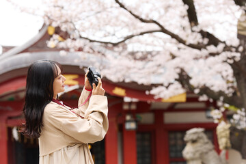 花見をする若いアジアの女性のポートレート