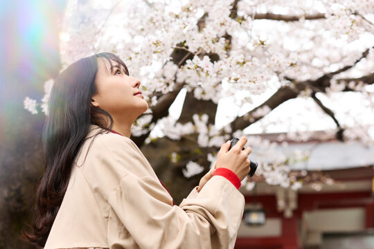 花見をする若いアジアの女性のポートレート
