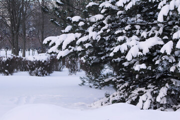snow on the trees in the park

