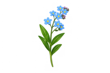 Forget-me-not flower with delicate blue petals and green leaves blooming, representing memory and love on transparent background