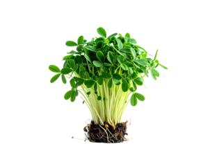 Fresh microgreens isolated on transparent background healthy food concept