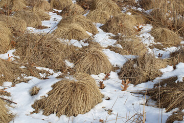 Obraz premium Prairie dropseed clumps in snow at Miami Woods in Morton Grove, Illinois