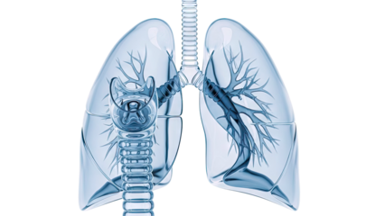 3D Rendering of Transparent Lungs and Trachea