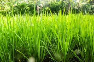 rice fields in the village