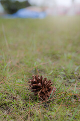 Obraz premium Pine Cone Grass Foreground Blurred Green Background Copy Space