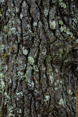 Obraz premium Pine Tree Bark Texture Lichen Moss Abstract Background
