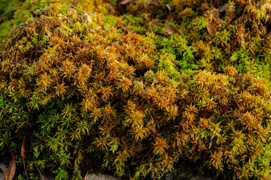Close up Focus on Lush Sphagnum Moss Growth with Orange and Green Texture