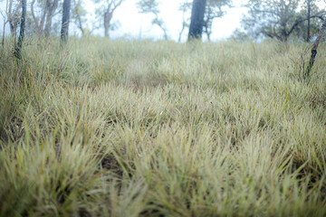 Close-up Light Green Wild Grass Field Texture