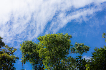 Obraz premium Green Tree Canopy Blue Sky And Wispy Clouds