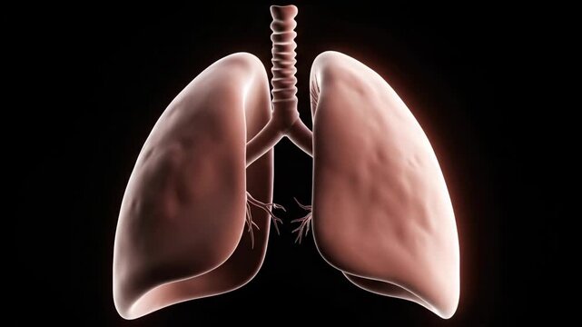 Anatomical illustration of the human lungs with a trachea at the top and bronchi extending into each lung lobe