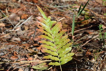 Fototapeta premium Christmas Fern