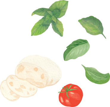 Vector illustration set of mozzarella, tomato, cherry tomatoes, and basil leaves