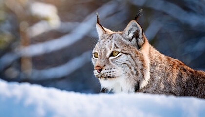 Obraz premium Lynx In Winter Wonderland A Majestic Feline In A Snowy Landscape