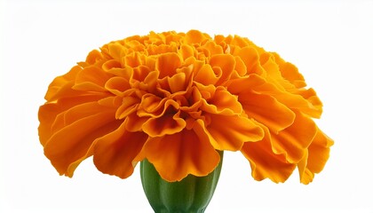Orange Marigold Flower Tagetes Erecta Mexican Marigold Aztec Marigold African Marigold Tagetes Erecta Flower Isolated On White Clipping Path