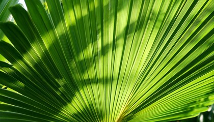 Vibrant Green Palm Fronds Sunlight Dappled Tropical Lushness Detail Bright