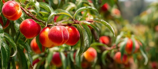 Obraz premium Ripe organic peaches growing on tree branch in orchard