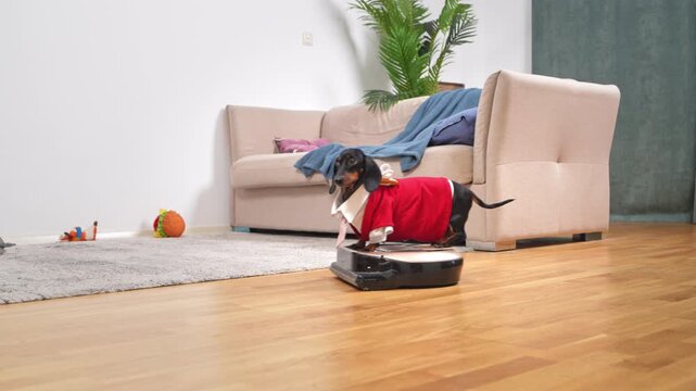 A black and tan dachshund dressed in a red and white costume rides a robotic vacuum cleaner on a wooden floor in a living room with a beige couch and scattered toys