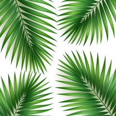 Obraz premium Four realistic palm fronds on a white background