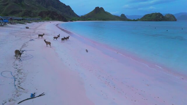Drone footage showing wild deer walking along the shoreline of Pink Beach on Padar Island in Komodo, Indonesia, with turquoise water, pink sand and calm morning light in a tropical setting, captured i