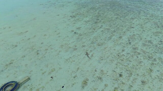Top down drone footage of a baby shark swimming through shallow clear water in Komodo National Park, Indonesia, revealing sandy seabed textures and a calm tropical marine environment in 4K.