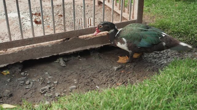 muscovy duck approaching rusty gate edge cautious steps through shallow mud puddle inspecting gap under fence, iridescent green back feathers, bright red facial caruncles, orange webbed feet, textured