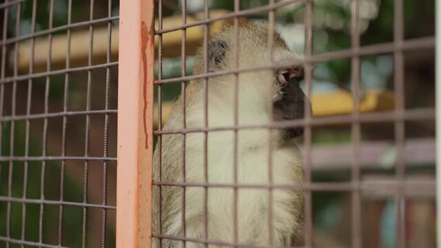 Rusted Monkey