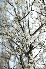 spring forest landscape, fresh green leaves on trees, spring in deciduous forest
