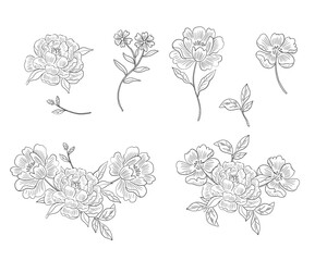 Elegant Hand Drawn Peony Floral