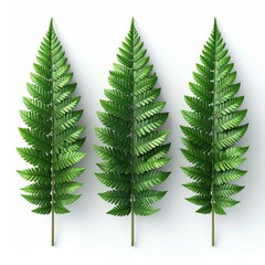 Three symmetrical, vibrant green fern fronds on white (1)
