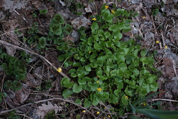 Obraz premium spring forest landscape, fresh green leaves on trees, spring in deciduous forest