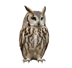 Obraz premium A long-eared owl perched on a branch png transparent