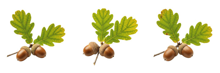 Set of green oak leaves with brown acorns in different positions isolated on transparent PNG background © Ibrar