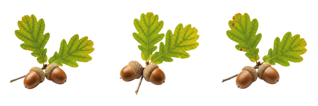 Set of green oak leaves with brown acorns in different positions isolated on transparent PNG background