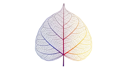 Skeleton Leaf with Rainbow Veins