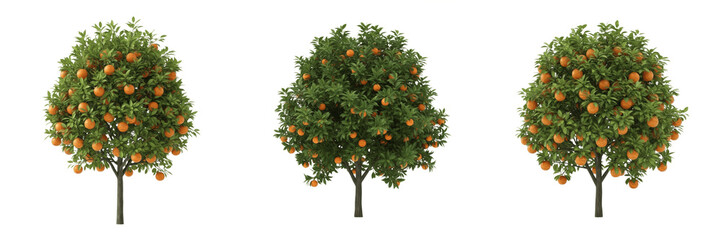 Set of realistic orange trees with ripe fruits and green leaves isolated on transparent PNG background