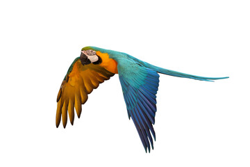 Beautiful flying Cockatiel parrot isolated on transparent background png file