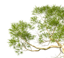 Tree branch isolated on transparent background. Large tree branch green leaves isolated on...