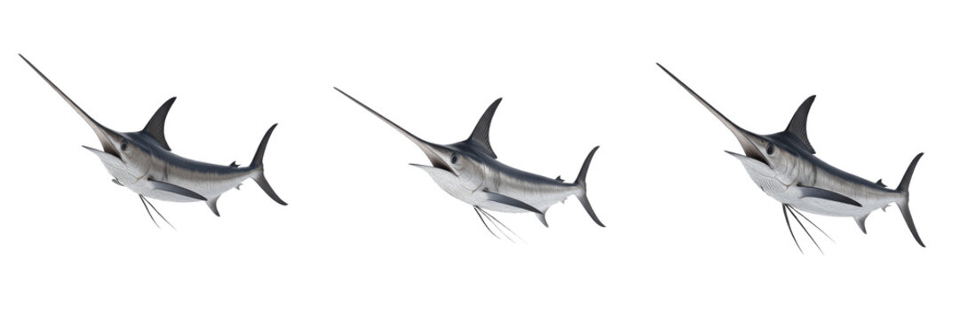 Set of Atlantic blue marlin or swordfish jumping isolated on white background, sport fishing and marine wildlife concept