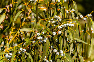 Eucalyptus tree with seed pods. 