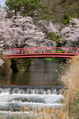 北海道壮瞥町、壮瞥川沿いに咲く桜【5月】