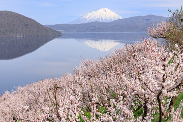 北海道壮瞥町、満開の梅に包まれた壮瞥公園から眺める羊蹄山と洞爺湖【5月】