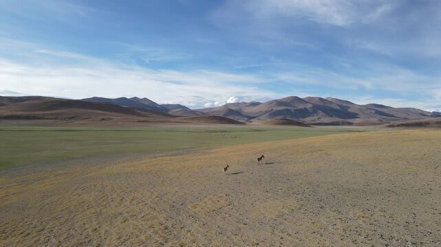 Smooth Forward Drone Movement Over Kiang (Tibetan Wild Ass) in Barren Plateau Desert, Tibet, China
