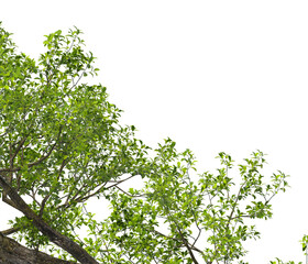Obraz premium Tree branch isolated on transparent background. Large tree branch green leaves isolated on transparent background. Plant or tree leaves isolated on white background. Tree foliage PNG. banyan Plant PNG