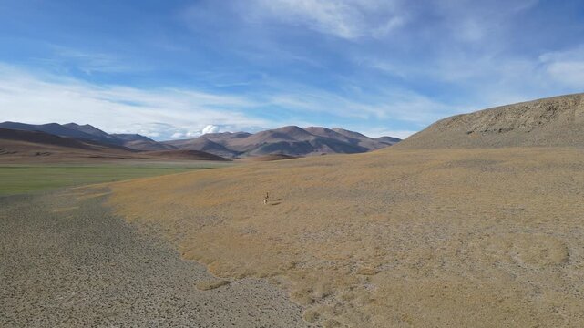 Drone Forward Flight Tracking Tibetan Wild Ass in Arid Plateau Desert Landscape, Ali Region Tibet, China
