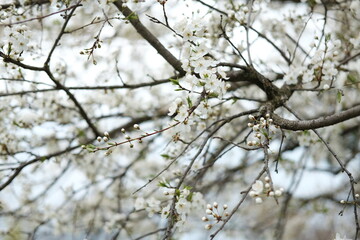 spring forest landscape, fresh green leaves on trees, spring in deciduous forest